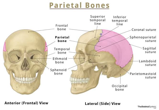 <p>2 bones. Superior skull behind the frontal bone. Superior bones posterior to frontal</p>