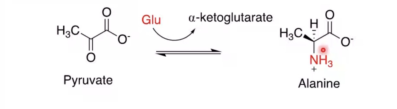 <p>α-ketoglutarate.</p>