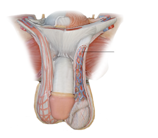 <p><span>Name the structure.</span></p>