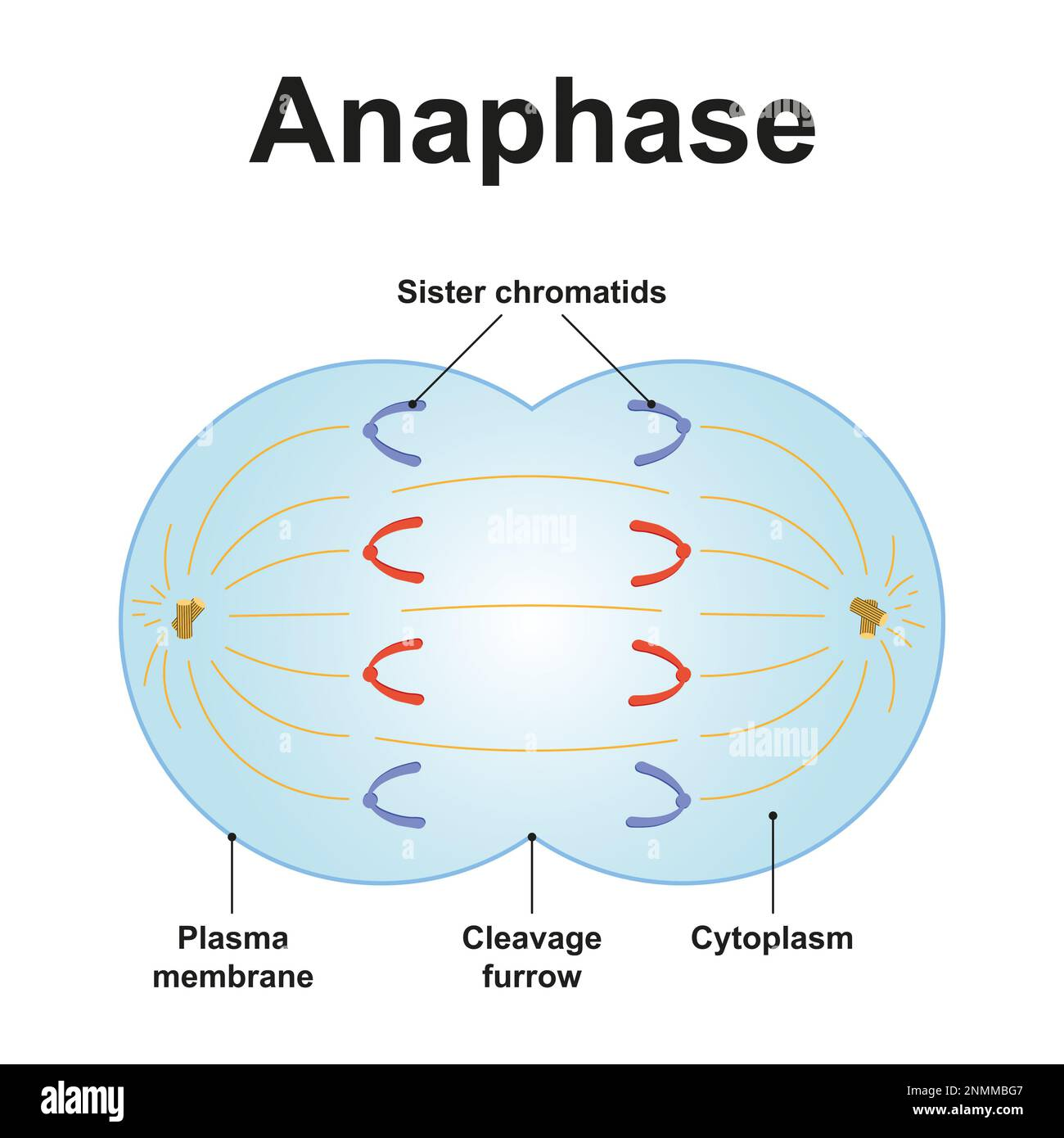 <ul><li><p>Chromatid disjunction (chromatids are pulled apart)</p></li><li><p>DNA molecules move towards opposite poles</p></li></ul><p></p>
