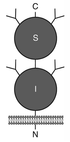 <p>cell membrane of the enterocyte in the villi</p>