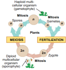 <p>meiosis makes haploid spores and fertilization makes zygote</p><ul><li><p>but both spores and zygotes can undergo mitosis in plants, so haplodiplontic life cycle or alternation of generations</p></li></ul><p></p>