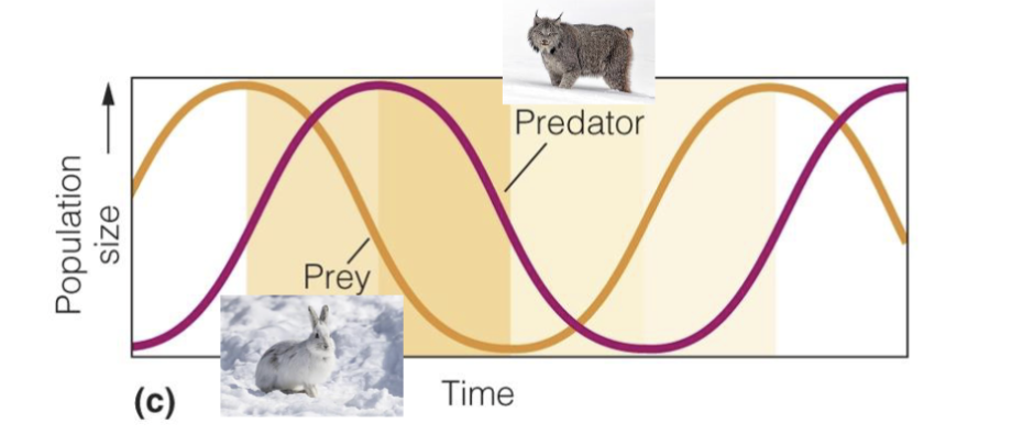 <ol><li><p>Prey population size is only influenced by predation</p></li><li><p>Pop size is only influenced by availability of prey species</p></li></ol><p></p>