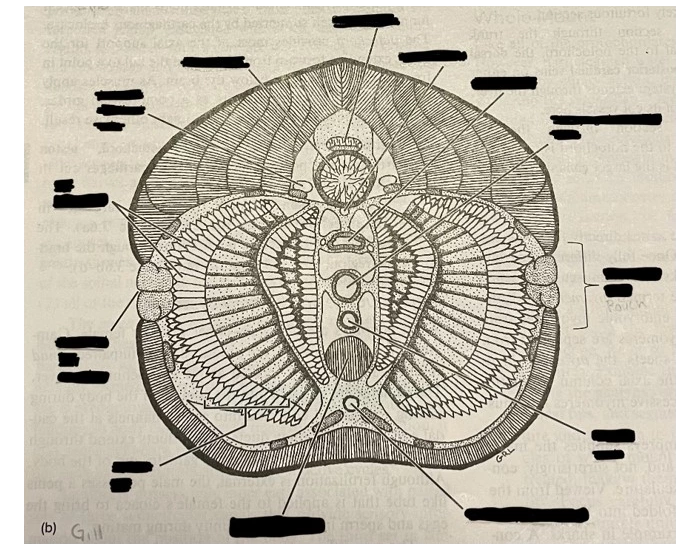 <p>Where are the gill lamellae?</p>
