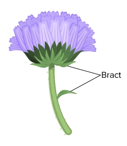 <p>Bract</p>