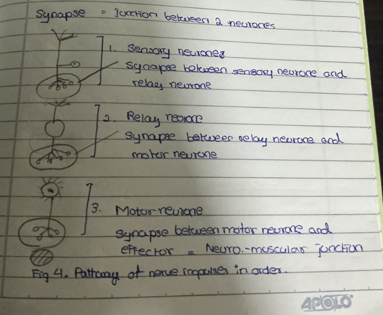knowt flashcard image