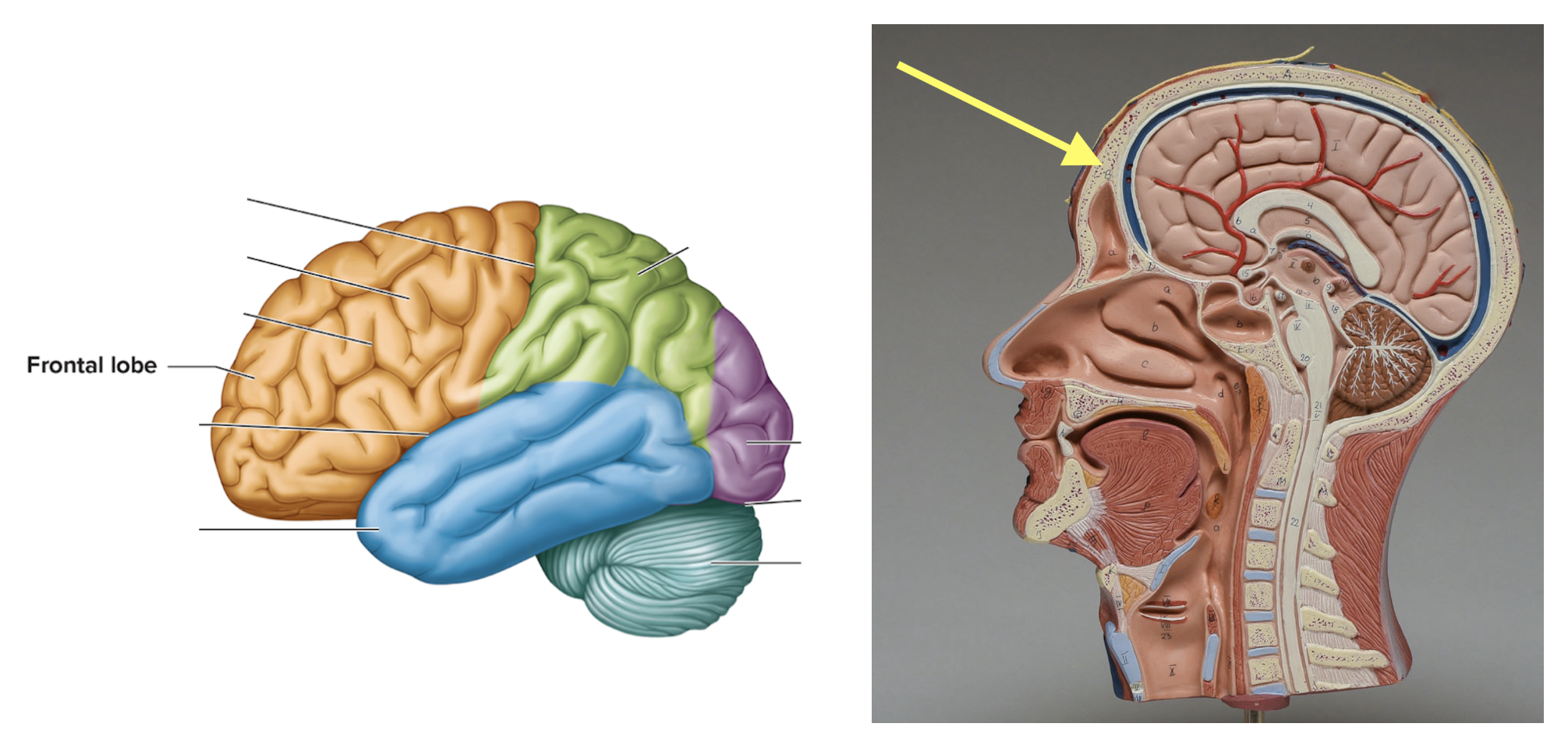 <p><strong>Location: Front of cerebrum; Function: Voluntary motor movement</strong></p>
