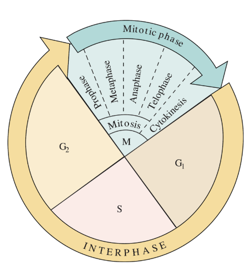 <p><span style="background-color: transparent; font-family: "Century Gothic", sans-serif;">G1 phase (Gap 1)</span></p><p><span style="background-color: transparent; font-family: "Century Gothic", sans-serif;">S phase (Synthesis)</span></p><p><span style="background-color: transparent; font-family: "Century Gothic", sans-serif;">G2 phase (Gap 2)</span></p><p><span style="background-color: transparent; font-family: "Century Gothic", sans-serif;">M phase (Mitosis &amp; Cytokinesis)</span></p>