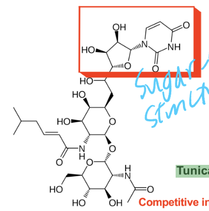 <p>competitive MRA-Y inhibitor (Cannot remove sugar in stage 1) </p>