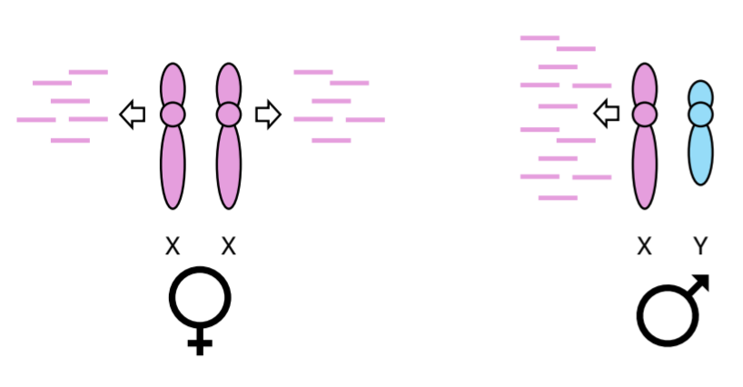 <p>Transcription rates are doubled in male X-chromosomes </p>