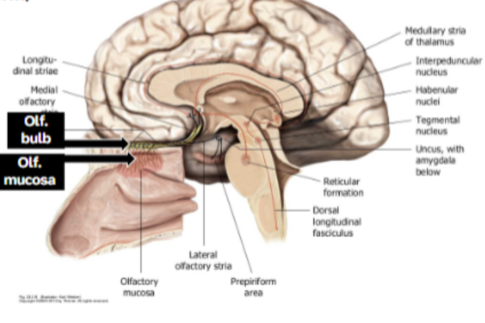 <p>Sensory fibers from nasal mucosa for smell</p><p>Neurons in nasal cavity</p><p>Axons project superiorly through cribriform/olfactory foramina in ethmoid bone</p>