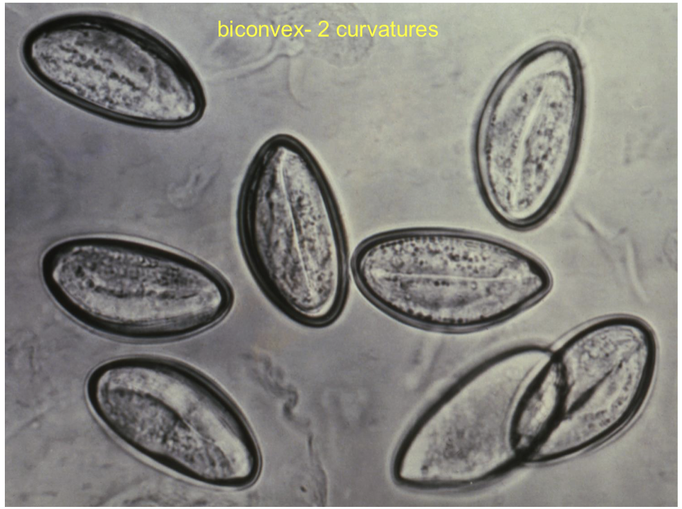 <p>what’s this? genus species</p>