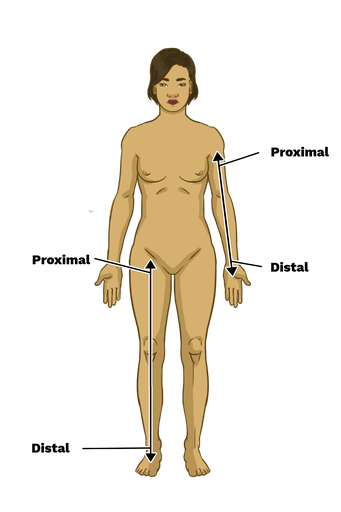 <p>Further from the point of attachment </p>