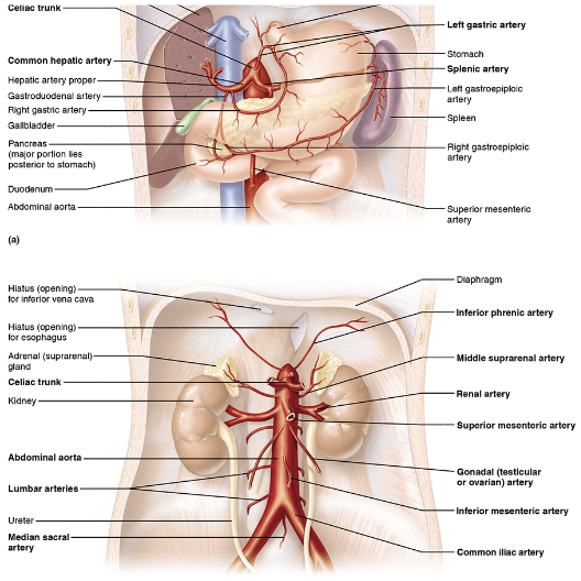<p>What are the arterial branches of the abdominal aorta?</p>