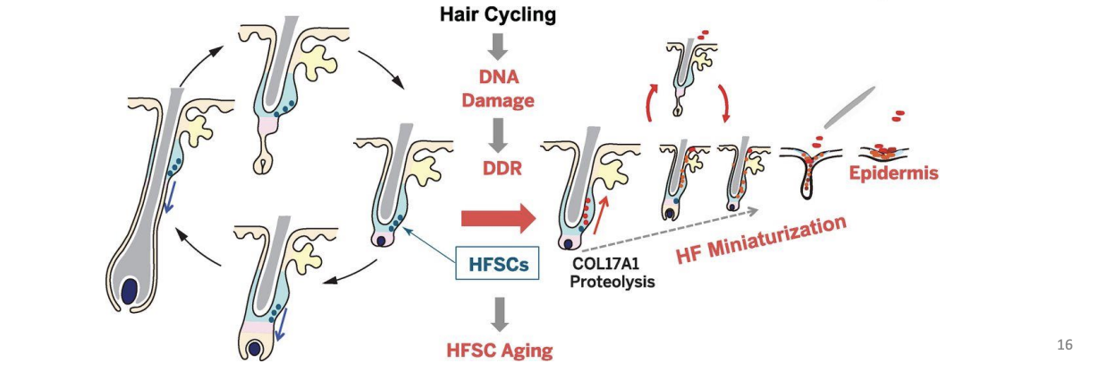 <ul><li><p>Epidermal stem cells – reduced number with age - Impaired wound healing </p></li><li><p><strong>HFSC</strong> – <strong>DNA</strong> <strong>damage</strong> causes loss of stem cell and eventually loss of hair follicle entirely </p></li></ul><p></p>
