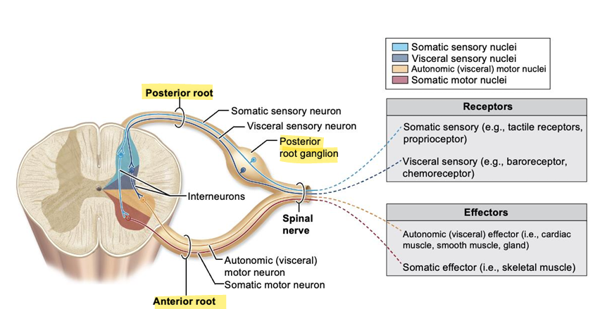 <p>axons of sensory neurons, organized by function (sensory/motor)</p>