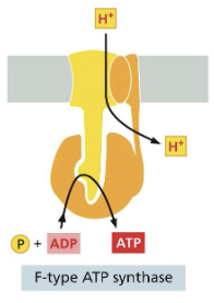<p>ATP synthesis → niagara falls</p>