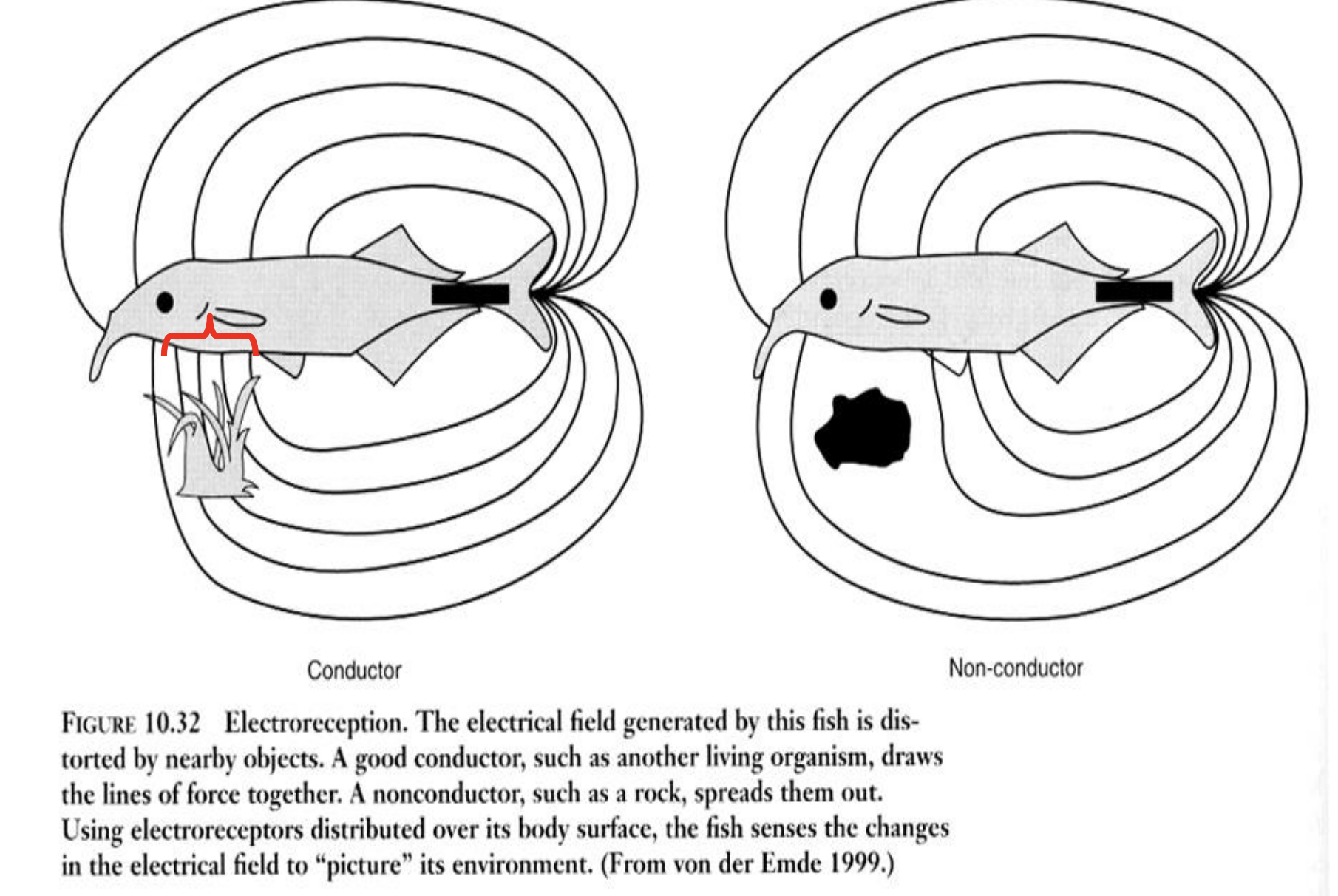 <p>local increase in current density = an "electrical bright spot" on the skin</p>