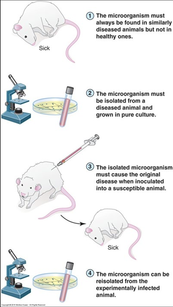 <ol><li><p>A particular microbe must be found in all cases of the disease and must not be present in healthy animals or humans</p></li><li><p>The microbe must be isolated from the diseased animal or human and grown in pure culture in the laboratory</p></li><li><p>The same disease must be produced when microbes from the pure culture are inoculated into healthy susceptible laboratory animals</p></li><li><p>The same microbe must be recovered from the experimentally infected animals and grown again in pure culture</p></li></ol><p></p>