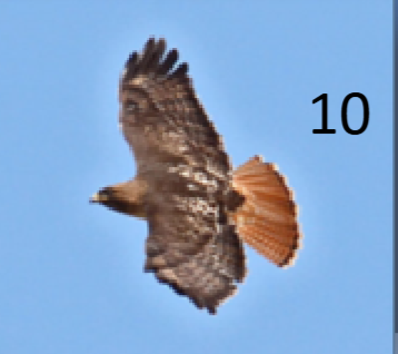 <p>black patagial mark; mottled back; reddish upper tail (most subsp)</p>