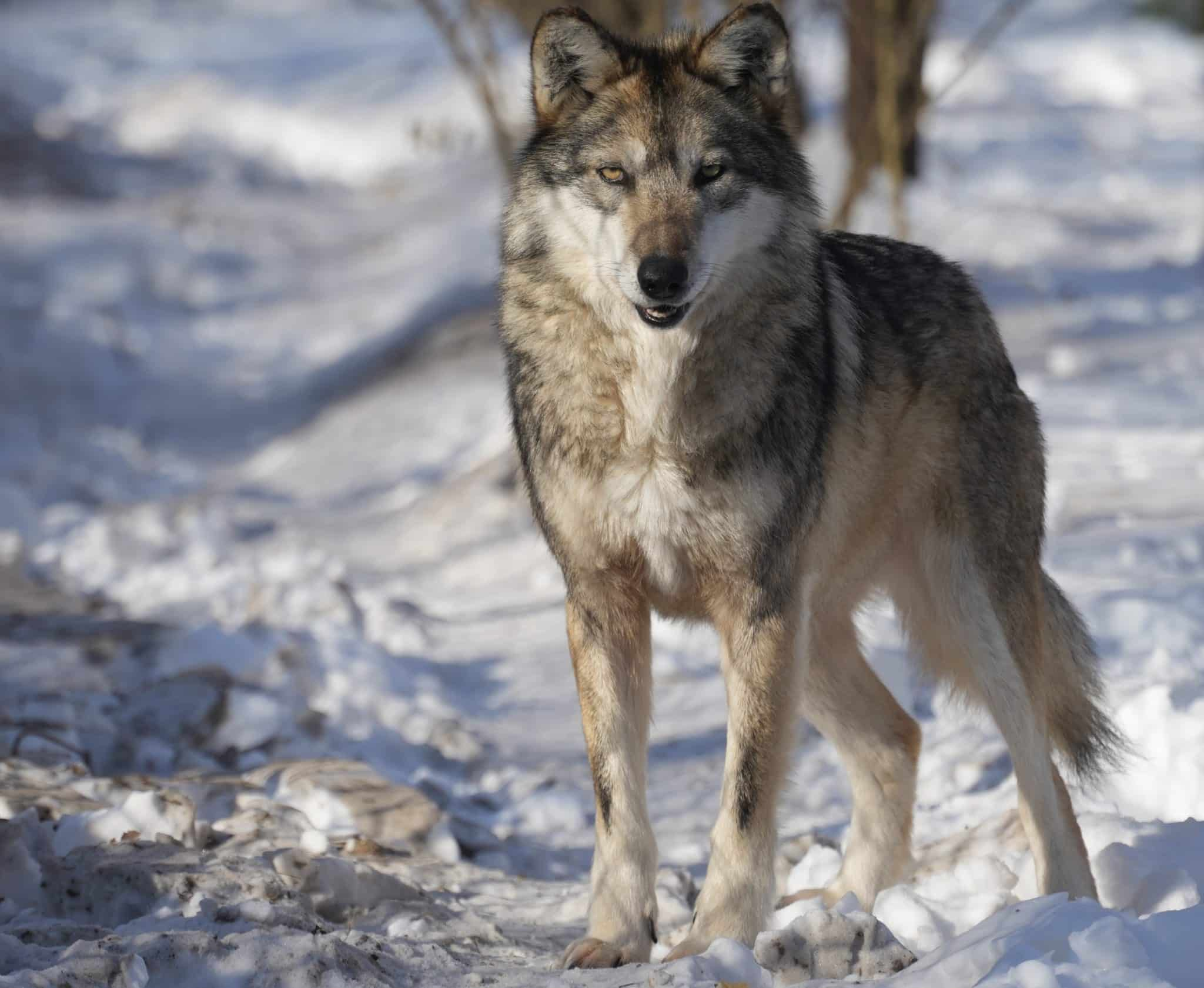 <p>Common Name: Gray Wolf</p><p>*Must know skull</p>