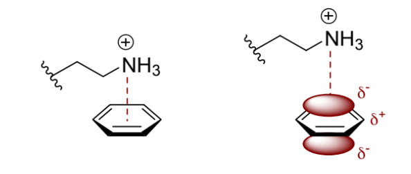 <p>positive charge interacts with the concentration of negative charge above or below the plane of the ring</p>