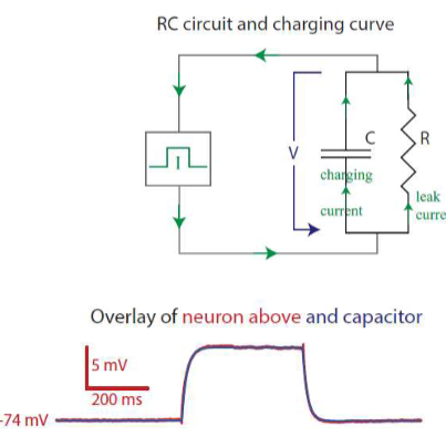 <p>charging curves show same as a resistor and capacitor in parallel</p>