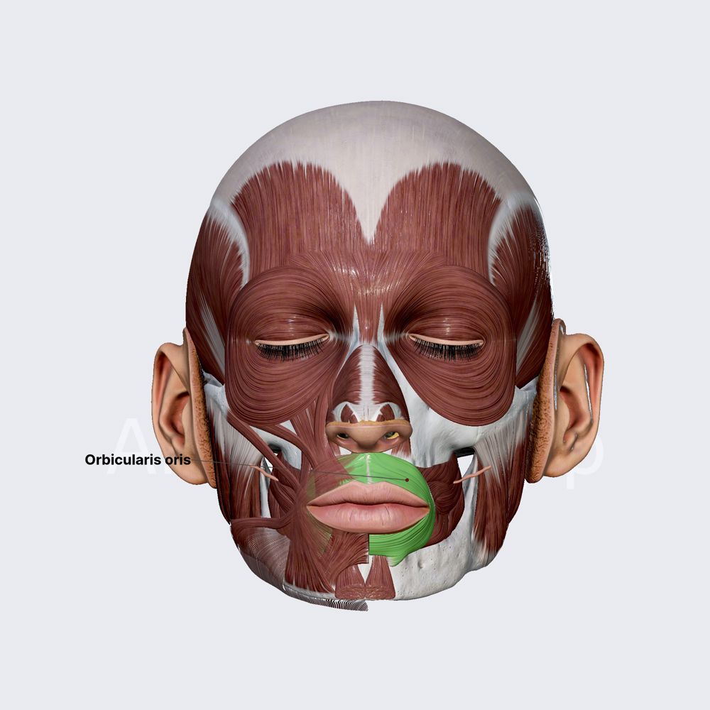 <p>Orbicularis oris</p>