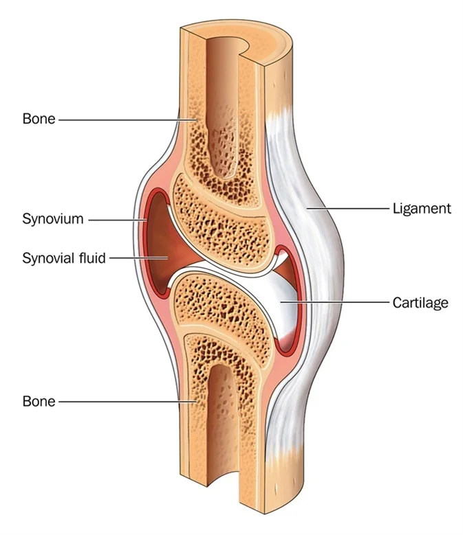 <p>Cartilage provides a template for bone formation, enables the growth of long bones, and forms smooth surfaces for articulating joints</p>