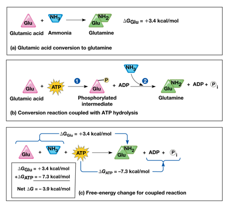 <ul><li><p><span>The chemical work in a cell is powered by A T P hydrolysis</span></p></li><li><p><span>The energy released by the exergonic reaction of A T P hydrolysis is used to power endergonic reactions</span></p></li></ul><p></p>
