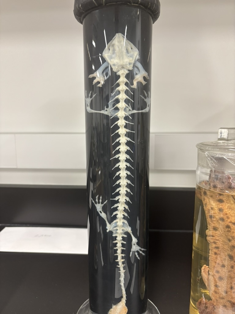 <p>What is this (phylum, subphylum, superclass, class, common name)?</p>