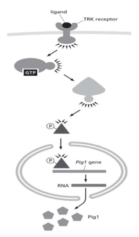 <p><span><strong>You are interested in further understanding the signal transduction pathway that controls the production of Pig1, a protein important for regulating cell size. Activation of the TRK receptor leads to activation of the GTP-binding protein, Ras, which then activates a protein kinase that phosphorylates the SZE transcription factor. SZE only interacts with the nuclear transport receptor when it is phosphorylated. SZE is a gene activator for the Pig1 gene. This pathway is diagrammed in Figure 16-6.</strong></span></p><p><br><span style="background-color: transparent;"><strong>Normal cells grown under standard conditions (without ligand) are 14 μm in diameter, while normal cells exposed to TRK ligand are 10.5 μm in diameter. Given this situation, which of the following conditions do you predict will more likely lead to smaller cells?</strong></span></p>