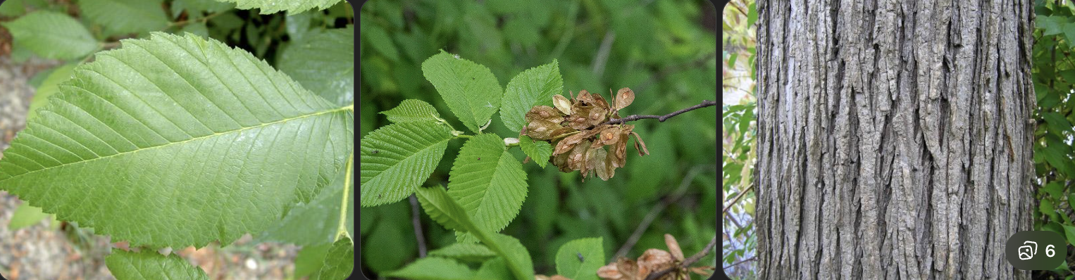 <p>Identify this tree</p>