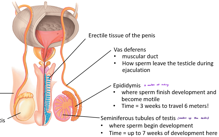 <p>where sperm begin development, takes 7 weeks to develop here</p>