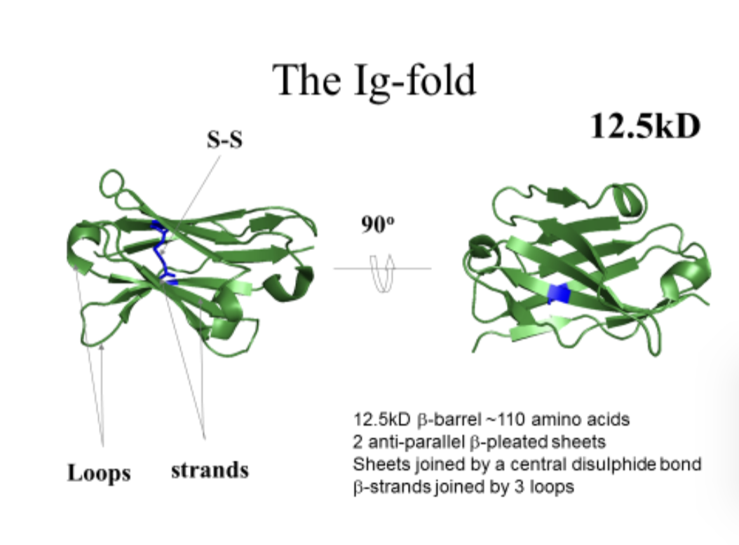 <p>Two anti-parallel ______ sheets are like two cupped hands. A stabilising covalent _______ bond connect the palms and the loops join the fingers. This is a very stable protein fold and is used in hundreds of other proteins in nature.</p>
