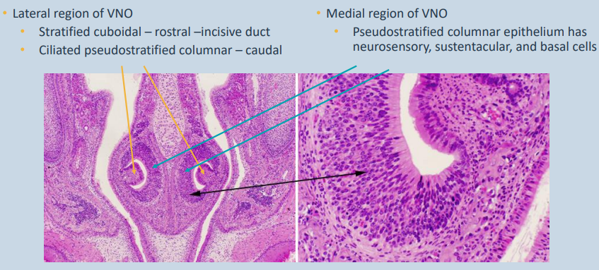 <p>Lateral region of VNO</p><p>• Stratified cuboidal – rostral –incisive duct</p><p>• Ciliated pseudostratified columnar – caudal</p><p></p><p>Medial region of VNO - more important in detection of pheromones</p><p>• Pseudostratified columnar epithelium has neurosensory, sustentacular, and basal cells</p>
