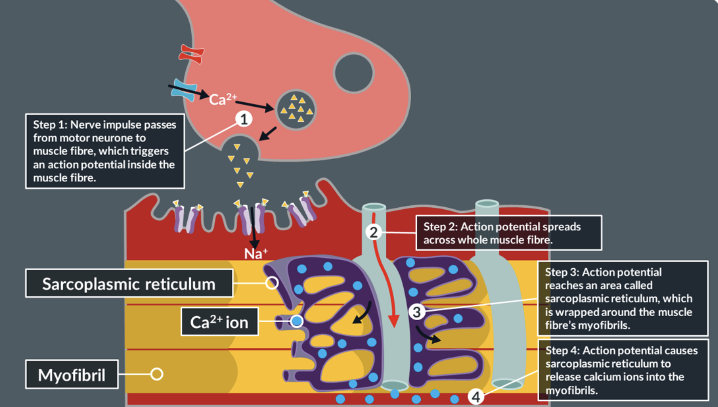 <p><span style="font-size: var(--ck-content-font-size);">the movement of actin and myosin is the result of an </span><span>action potential&nbsp;</span><span style="font-size: var(--ck-content-font-size);">that is triggered inside a muscle fibre of a n</span><span>euromuscular&nbsp;</span><span style="font-size: var(--ck-content-font-size);">junction</span></p>