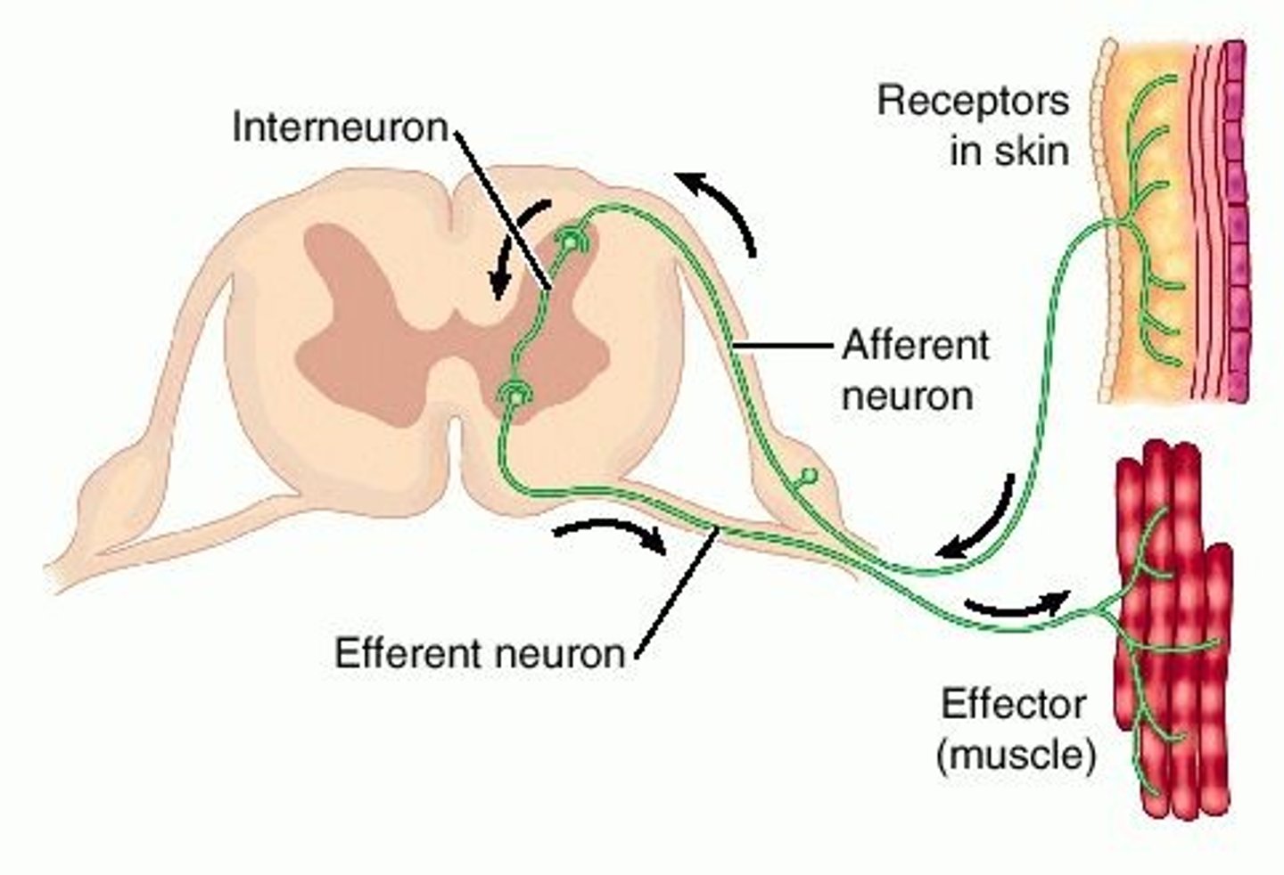 <p>Muscle or gland that carries out response</p>
