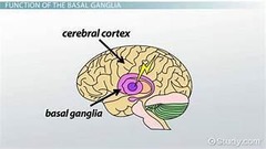 <p>Group of nuclei involved in movement regulation.</p>