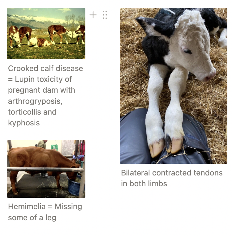 <ol><li><p>Contracted flexor tendons</p><ul><li><p><u>Treatment:</u> Splint and physiotherapy ± surgical tenotomy</p></li></ul></li><li><p>Angular limb deformities</p><ul><li><p>Multiple calves = Toxicity or deficiency in utero (eg. Crooked Calf Disease = Lupin toxicity of pregnant dam → Arthrogryposis, torticollis and kyphosis)</p></li></ul></li><li><p>Arthrogryposis = Joints seized and curled)</p></li><li><p>Polydactyl/syndactyl</p></li><li><p>Amelia/hemimelia</p></li><li><p>Myostatin mutation = Belgian Blue double muscle</p></li><li><p>Myotonia congenita = Fainting goats</p></li></ol><p></p>