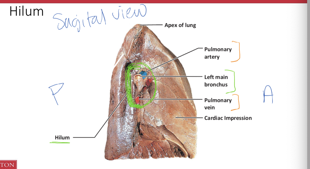 <p>seen in <strong>sagittal </strong>view</p><ul><li><p><strong>Pulmonary vein</strong></p></li><li><p><strong>pulmonary artery</strong> </p></li><li><p><strong>left main bronchus</strong></p></li></ul><p></p><p></p><p>For posterior </p><ul><li><p>it is<strong> darker lavitity:</strong> blood moves down b/c of gravity </p></li></ul><p></p>