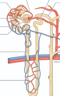 <p>word bank:</p><p>afferent arteriole</p><p>DCT</p><p>glomerulus</p><p>glomerular capsule</p><p>nephron loop</p><p>vasa recta</p><p>peritubular capillaries</p><p>PCT</p><p>efferent arterioles </p>
