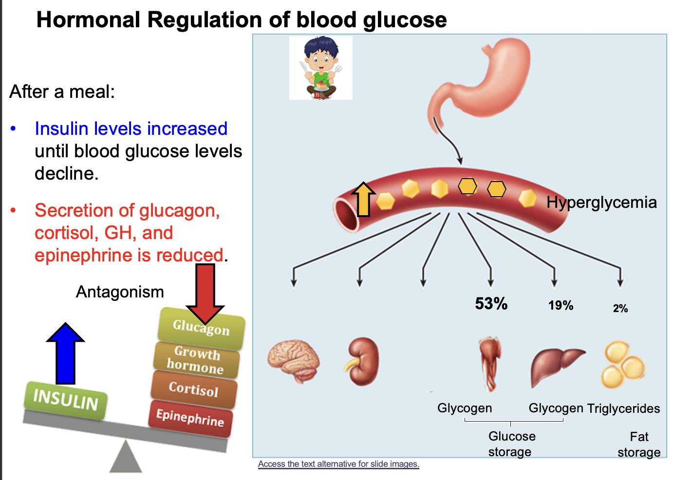 <p><strong>Insulin</strong> lowers blood glucose, while four hormones <strong>increase blood glucose</strong>.</p><p>Hormones that oppose insulin:<br>• <strong>Glucagon</strong><br>• <strong>Growth hormone</strong><br>• <strong>Cortisol</strong><br>• <strong>Epinephrine</strong></p><p>Relationship:<br>These hormones are <strong>antagonistic to insulin</strong> because they have <strong>opposite effects on blood glucose</strong>.</p><p>When they are released:</p><p>After eating (high blood glucose)<br>→ <strong>Insulin is released</strong> to lower blood glucose.</p><p>During prolonged fasting or prolonged exercise (low blood glucose)<br>→ <strong>Glucagon, growth hormone, cortisol, and epinephrine are released</strong> to increase blood glucose.</p><p>Primary organ for glucose uptake:<br><strong>Skeletal muscle</strong></p><p>About <strong>53% of glucose uptake and storage</strong> occurs in skeletal muscle, where glucose is stored as <strong>glycogen</strong>.</p>