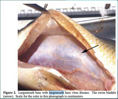 <p>What are the clinical signs of Largemouth Bass Virus (LMBv) and how is it transfered</p>