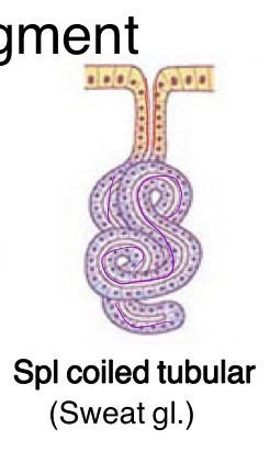 <p>Sweat gland (foot pad)</p><img src="https://assets.knowt.com/user-attachments/b33c07c5-7edd-4655-acc7-def8033d9f32.jpg" data-width="50%" data-align="center" style="display: block; width: 50%; margin-left: auto; margin-right: auto;"><p></p>