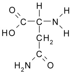 <p>(Asn, N) Neutral-polar, hydrophilic</p>