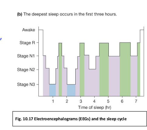 <p>What is sleepwalking, who does it affect? When does it occur?</p>