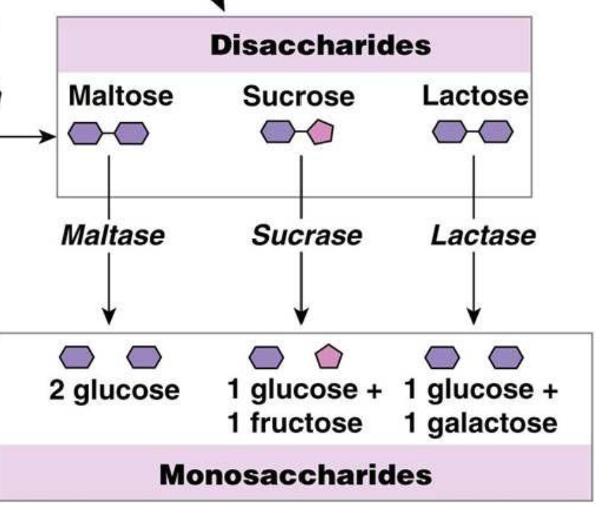 <p>Disaccharides are degraded in the small intestine by a group of brush border enzymes called disaccharidases</p><p></p><ul><li><p>Named after the disaccharide they breakdown</p></li></ul><p></p>