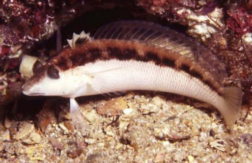 <p>FISHES (Class Actinopterygii)</p>