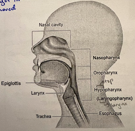 <p>cartilage; covers opening to trachea</p><ul><li><p>three sections: NOL</p><ul><li><p>Nasopharynx (superior)</p></li><li><p>Oropharynx</p></li><li><p>Laryngopharynx/Hypopharynx (inferior)</p></li></ul></li></ul><p></p>